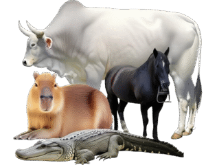 Picture of Hato Erlin 